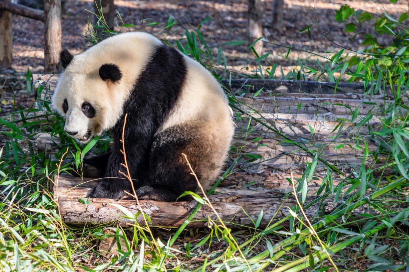 動物園裡的國寶大熊貓圖片