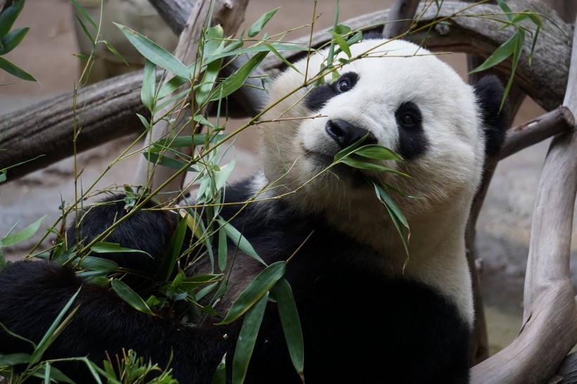 動物園裡的國寶大熊貓圖片