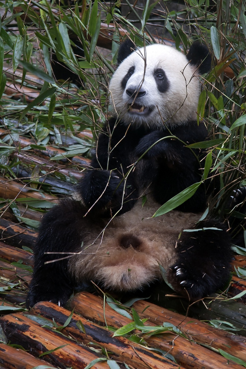 動物園裡的國寶大熊貓圖片