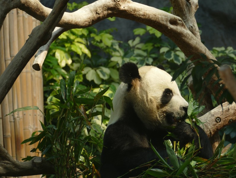 動物園裡的國寶大熊貓圖片