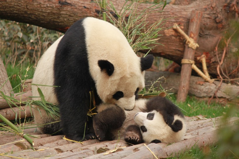 動物園裡的國寶大熊貓圖片