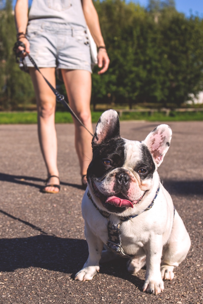 憨厚可愛的鬥牛犬圖片