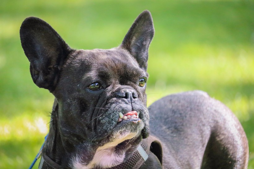 憨厚可愛的鬥牛犬圖片