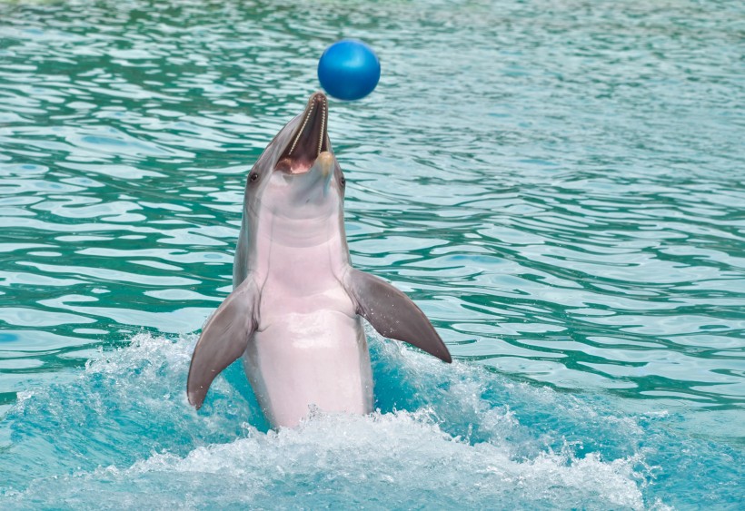 水族館裡的海豚圖片