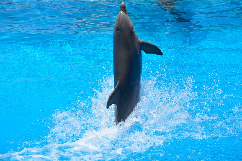 水族館裡的海豚圖片