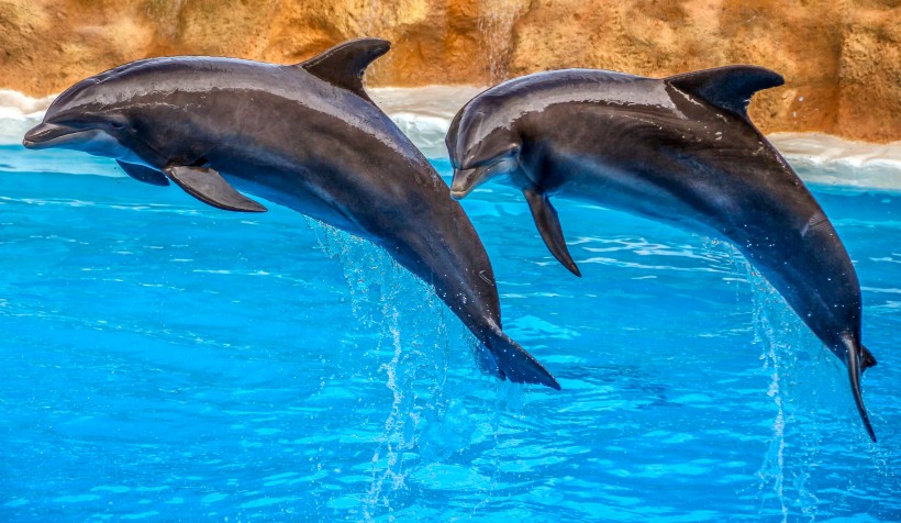 水族館裡的海豚圖片