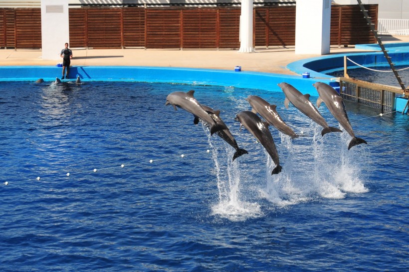 水族館裡的海豚圖片