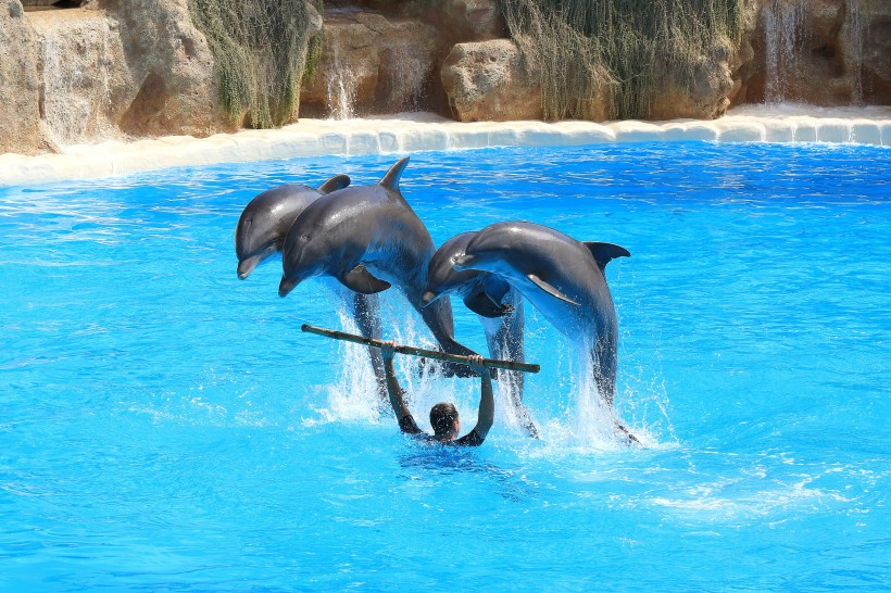 水族館裡的海豚圖片