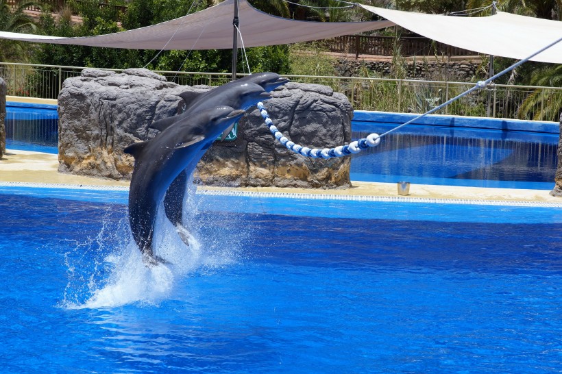 水族館裡的海豚圖片