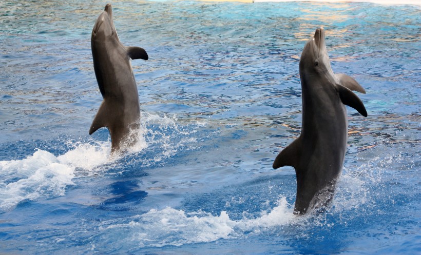 水族館裡的海豚圖片