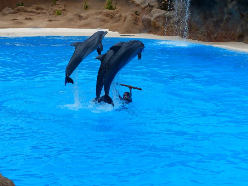 水族館裡的海豚圖片