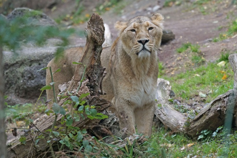 動物園裡的母獅子圖片