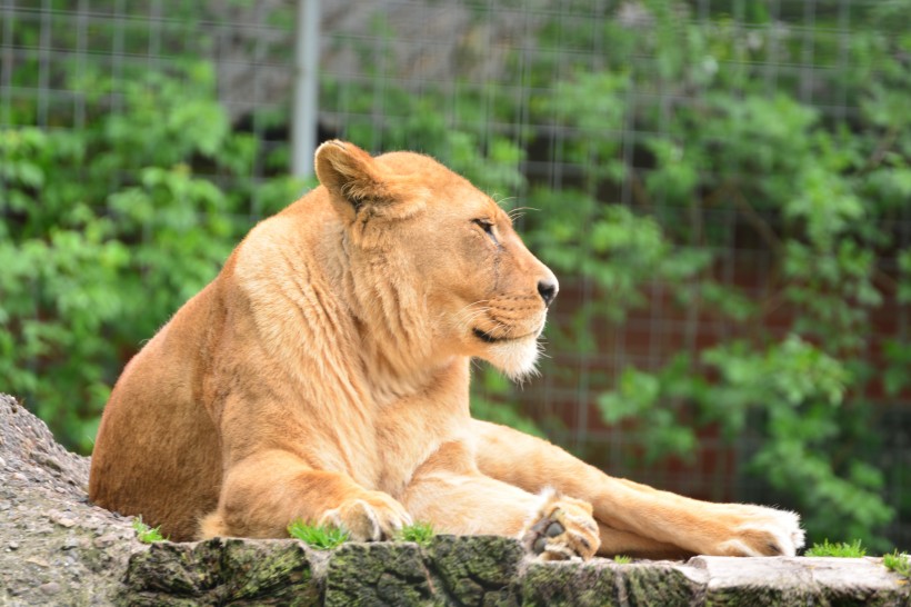 動物園裡的母獅子圖片