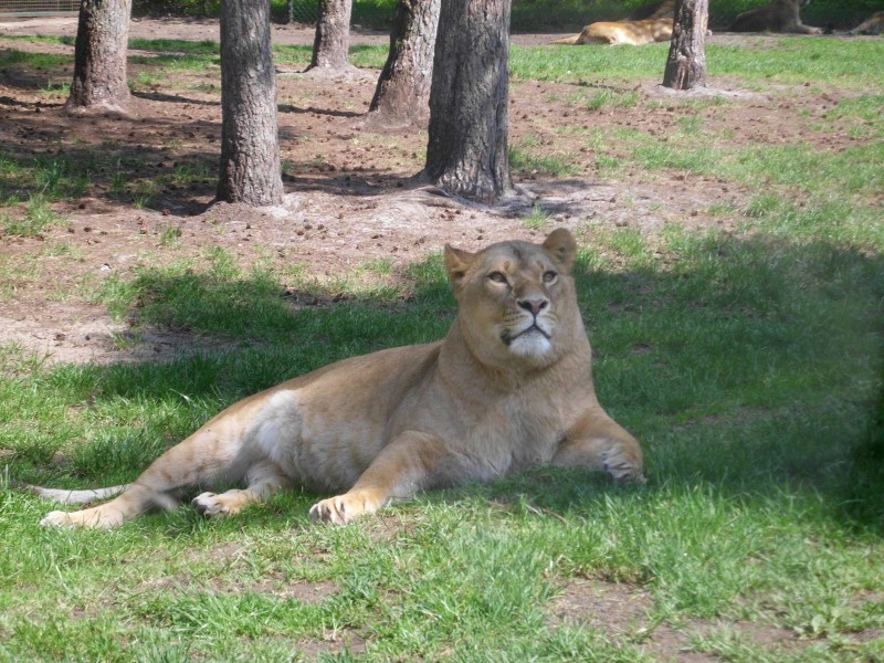 動物園裡的母獅子圖片