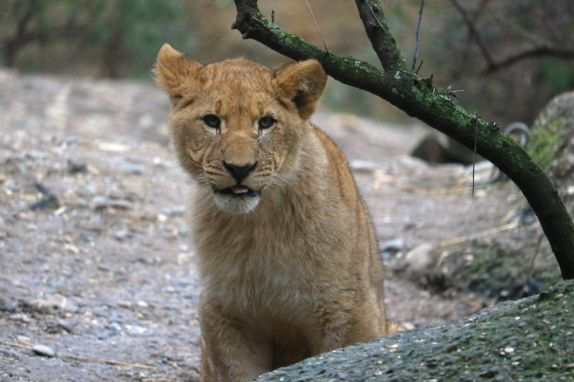 動物園裡的母獅子圖片