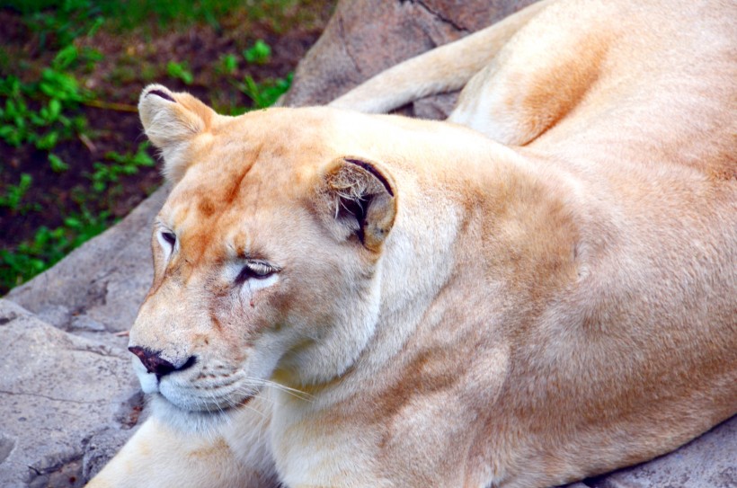 動物園裡的母獅子圖片