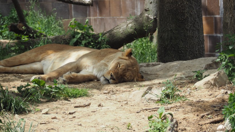 動物園裡的母獅子圖片