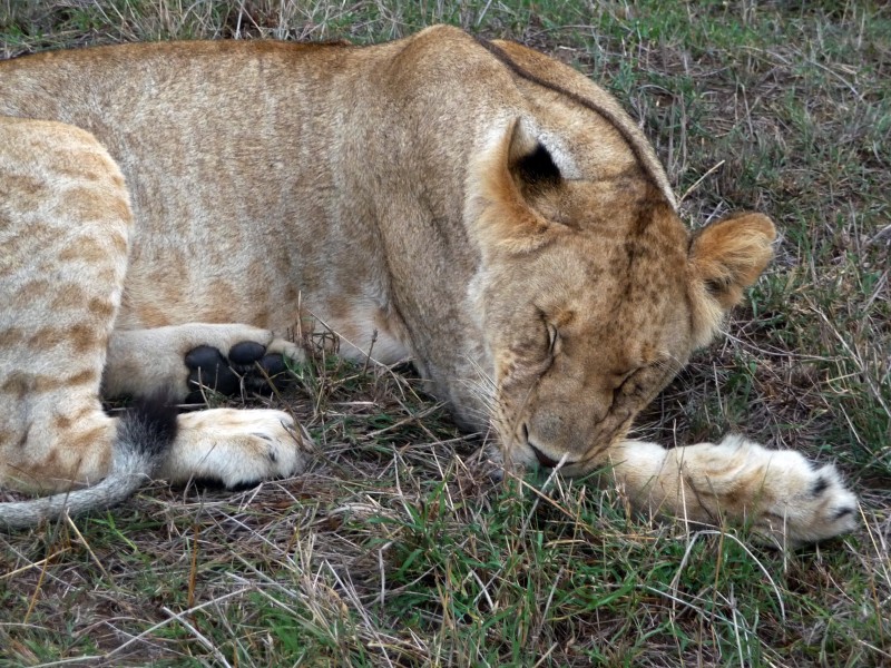 動物園裡的母獅子圖片