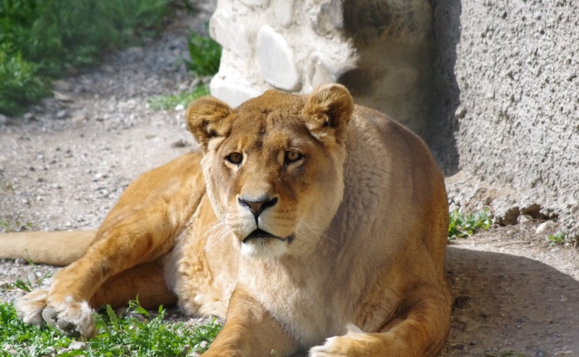 動物園裡的母獅子圖片