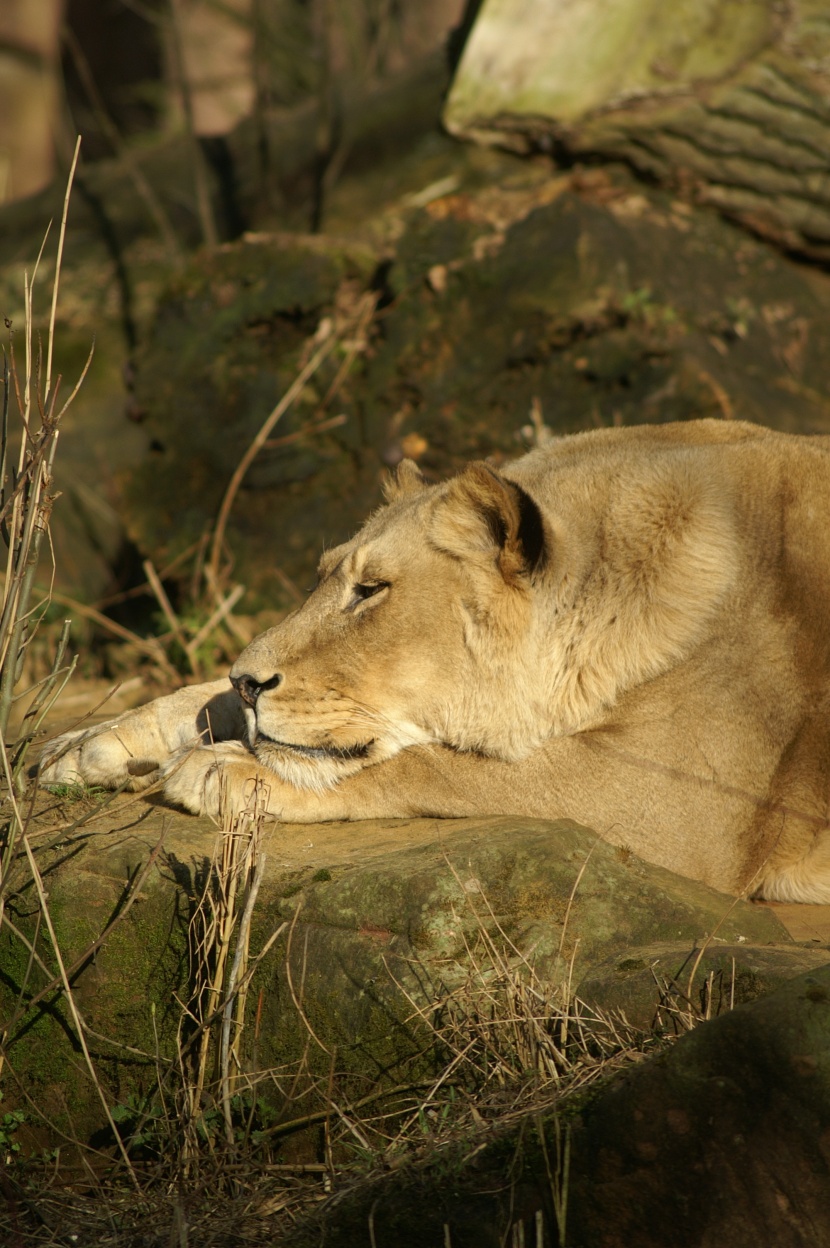 動物園裡的母獅子圖片