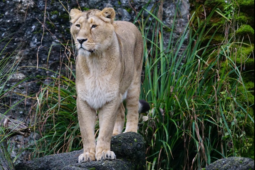 動物園裡的母獅子圖片