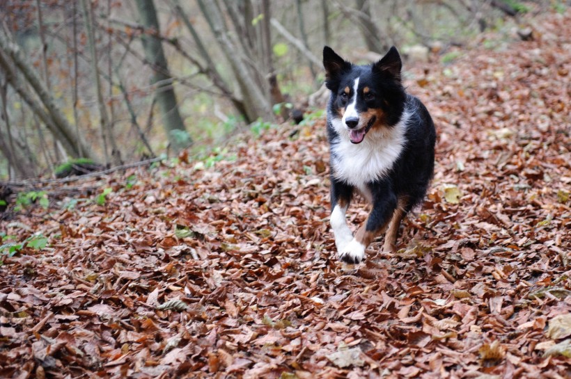 溫順忠誠的邊境牧羊犬圖片