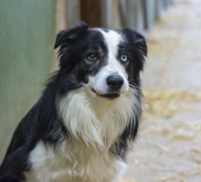 溫順忠誠的邊境牧羊犬圖片