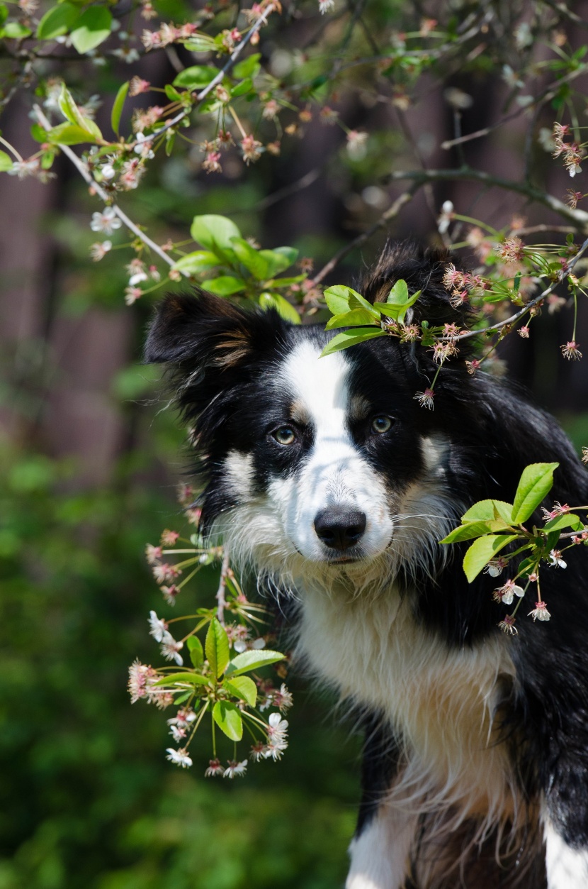 溫順忠誠的邊境牧羊犬圖片