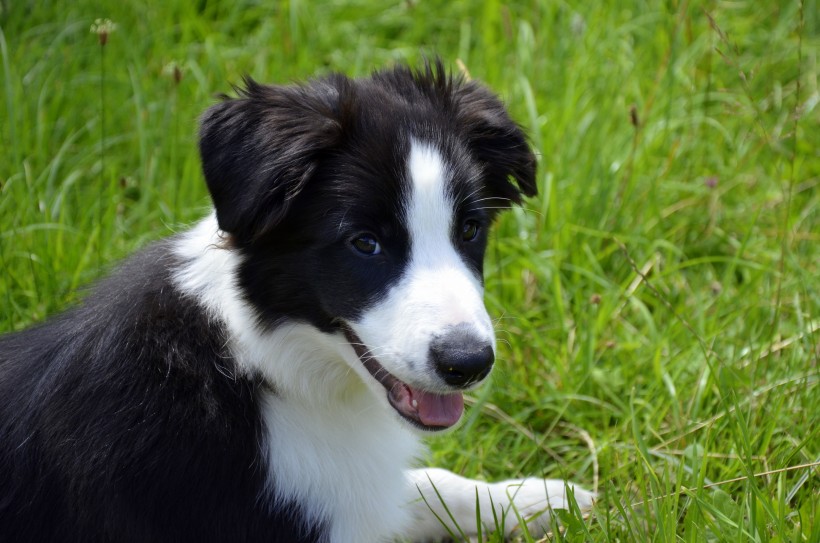 溫順忠誠的邊境牧羊犬圖片