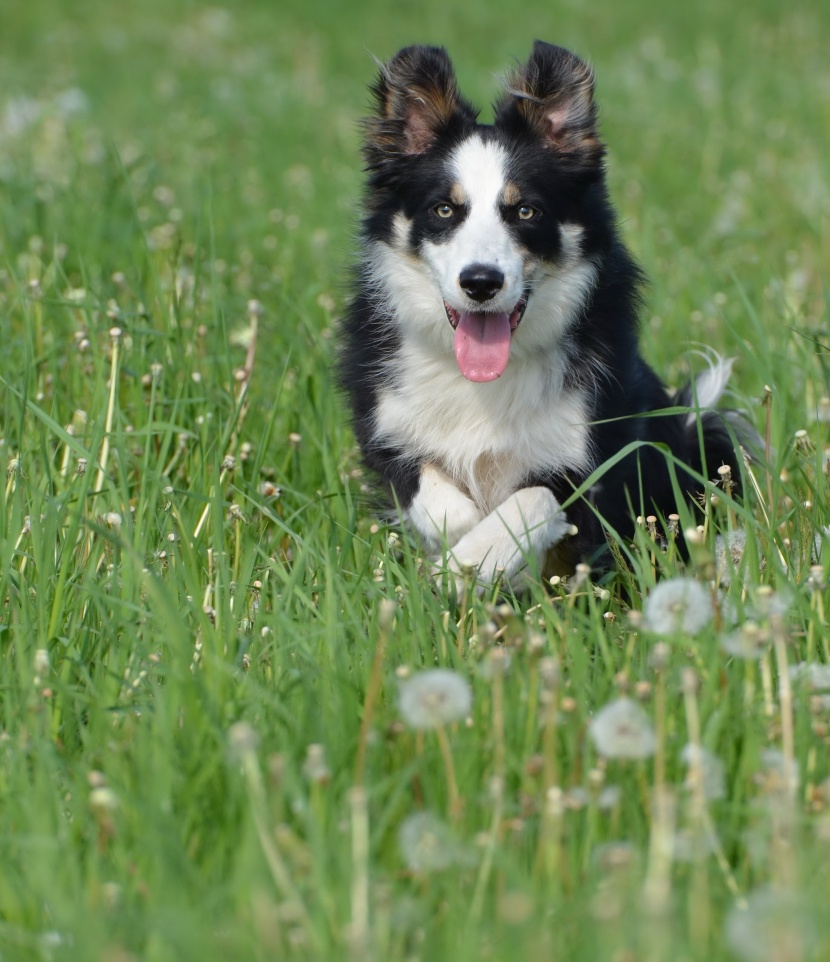 溫順忠誠的邊境牧羊犬圖片