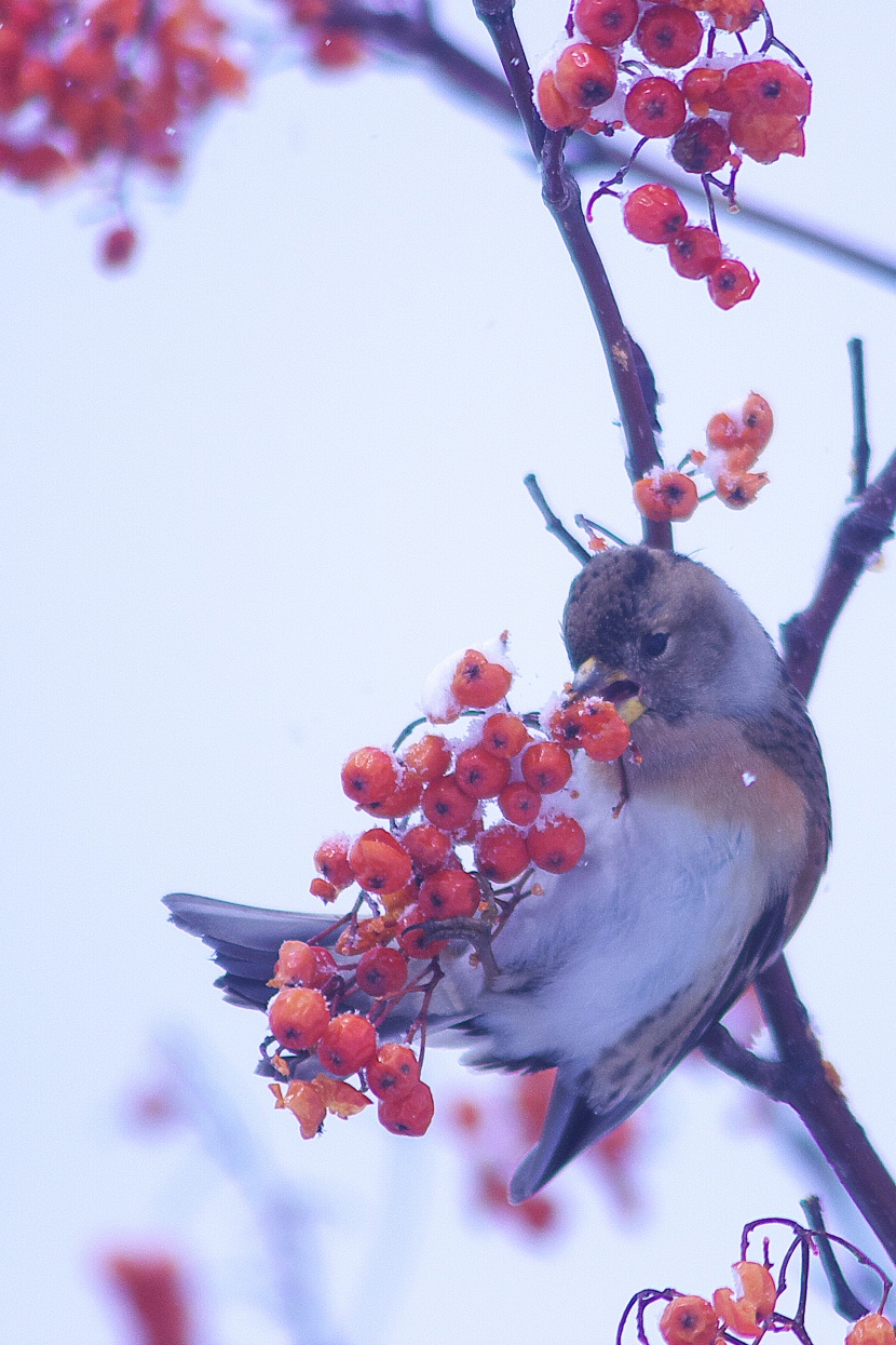 冬天一隻鳥兒在摘紅果圖片