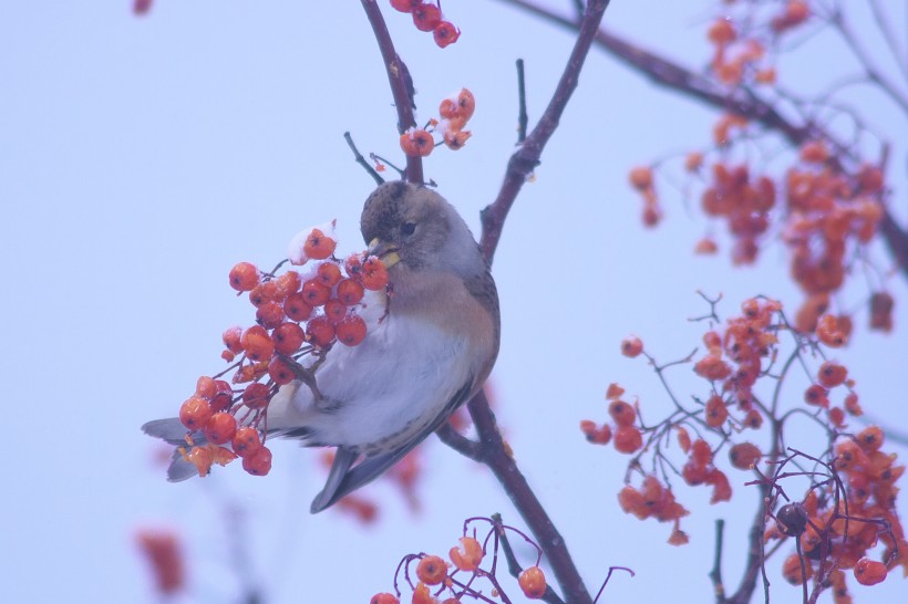 冬天一隻鳥兒在摘紅果圖片