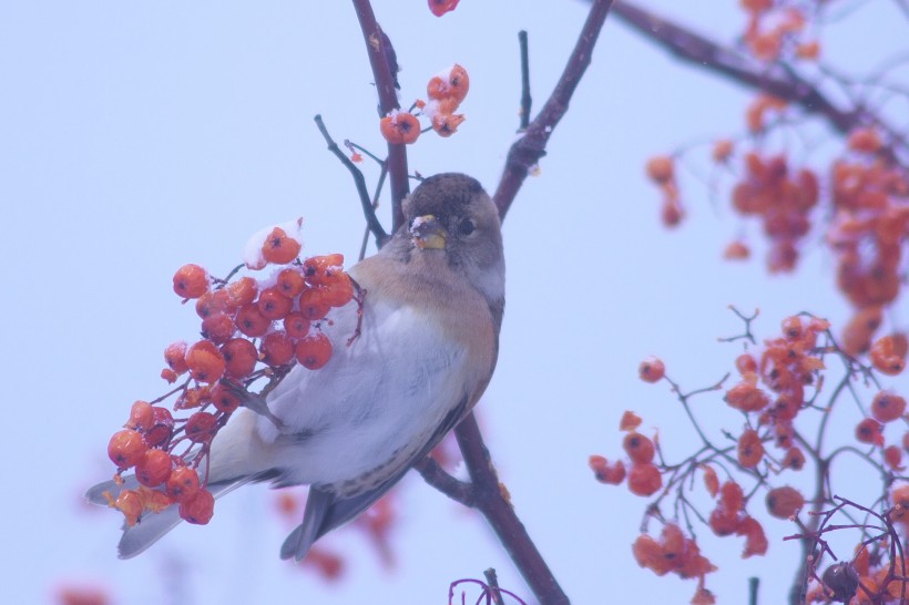 冬天一隻鳥兒在摘紅果圖片