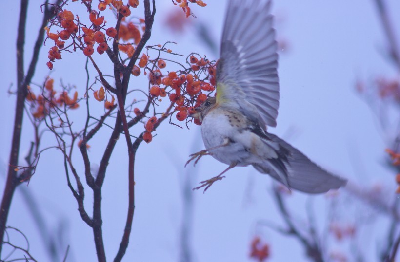 冬天一隻鳥兒在摘紅果圖片