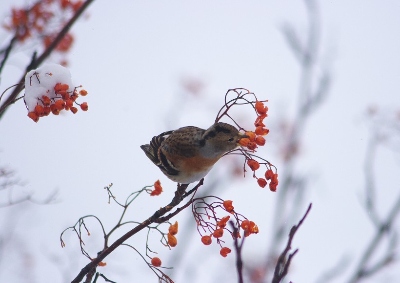 冬天一隻鳥兒在摘紅果圖片