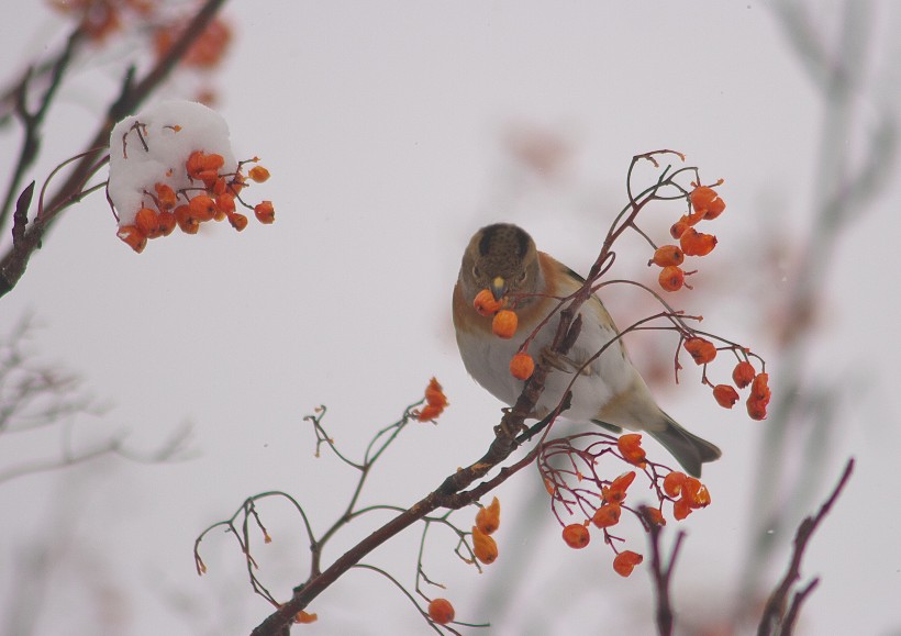 冬天一隻鳥兒在摘紅果圖片