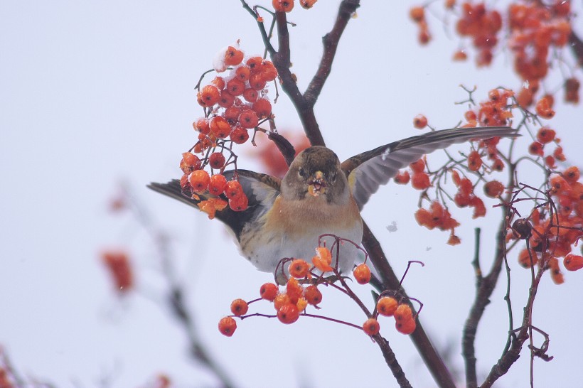 冬天一隻鳥兒在摘紅果圖片