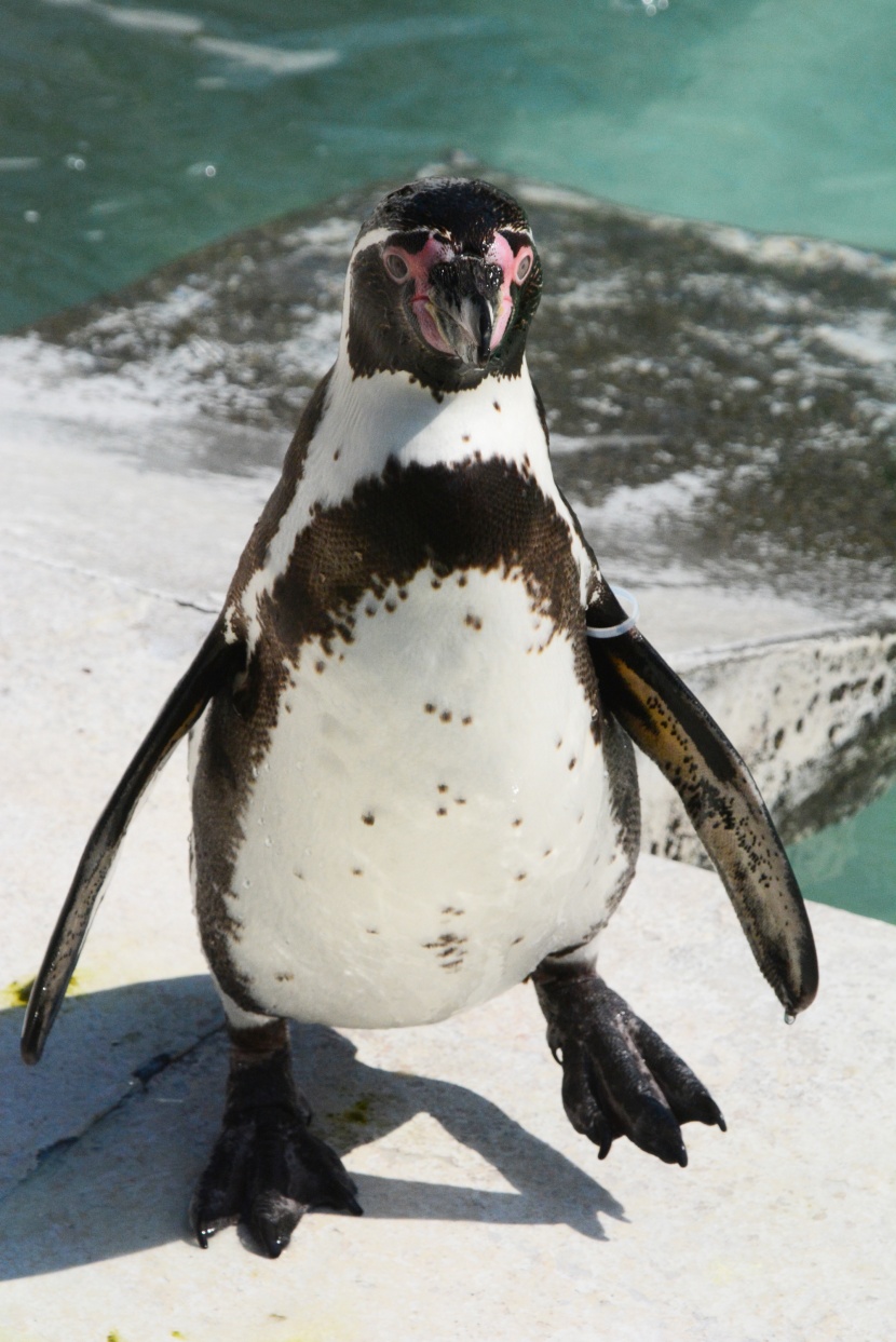 水族館裡可愛的企鵝圖片