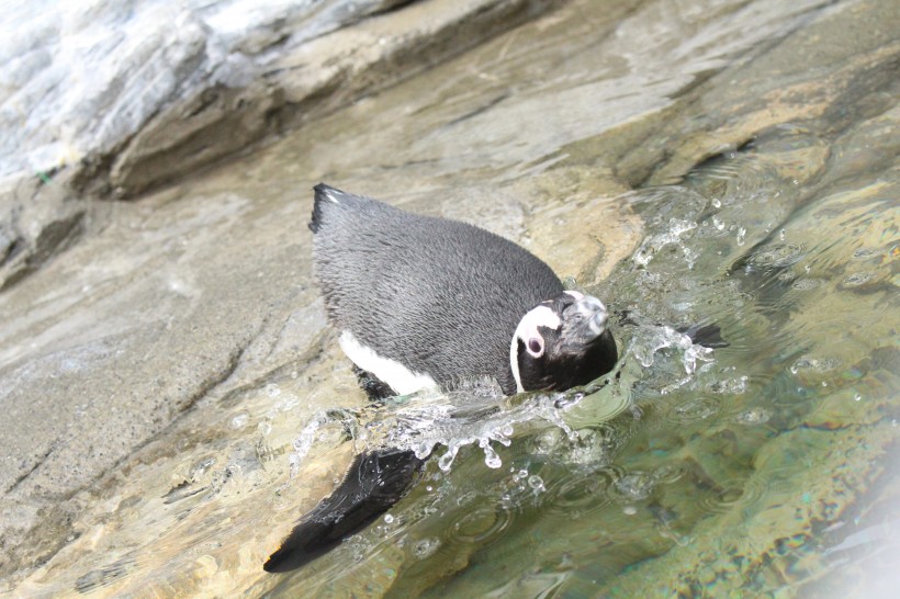 水族館裡可愛的企鵝圖片