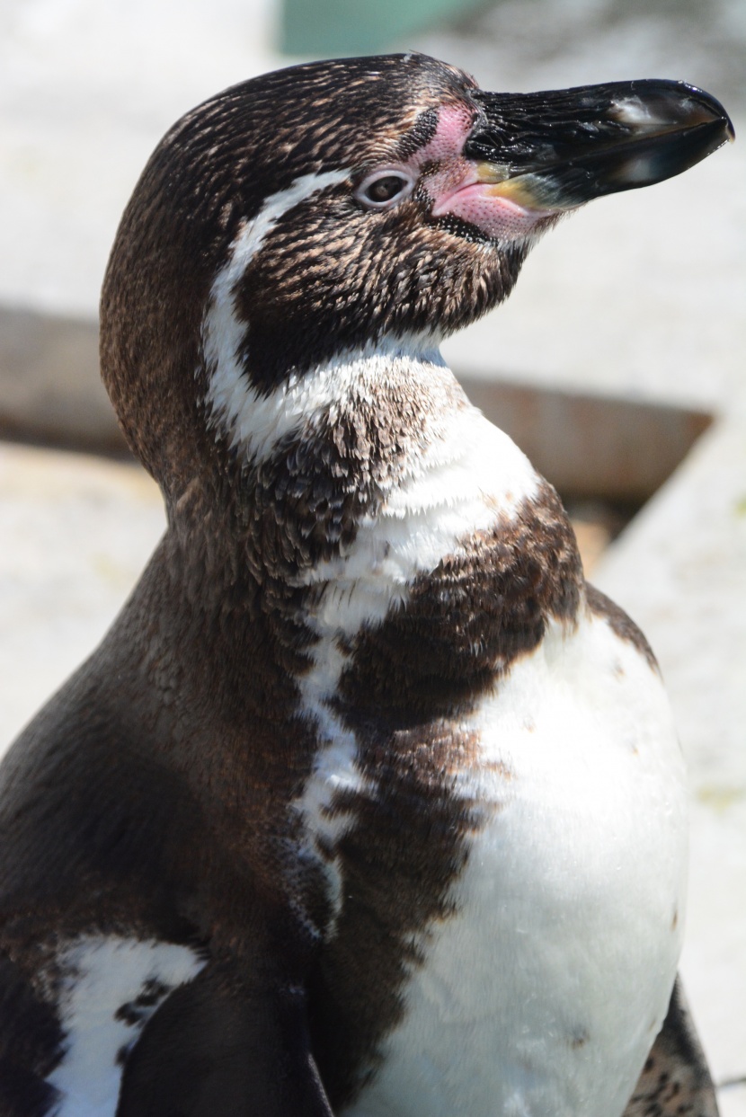 水族館裡可愛的企鵝圖片