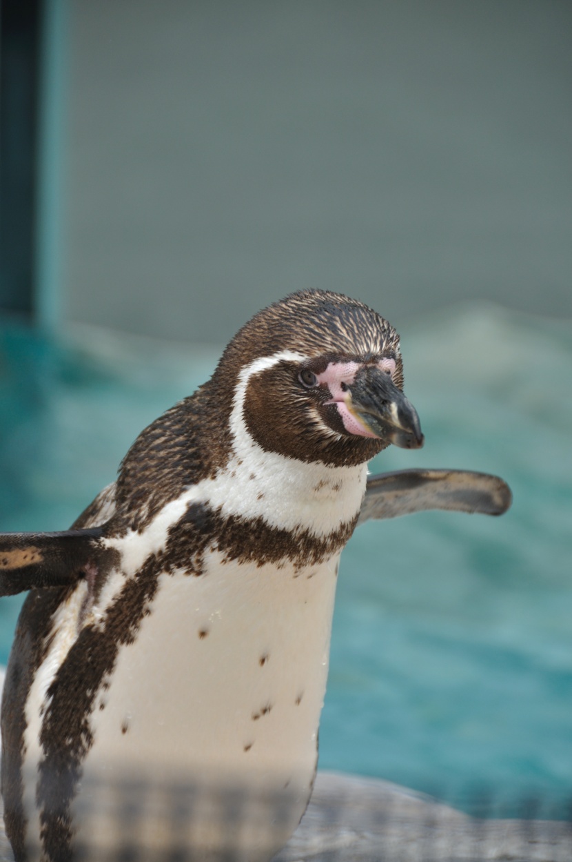 水族館裡可愛的企鵝圖片