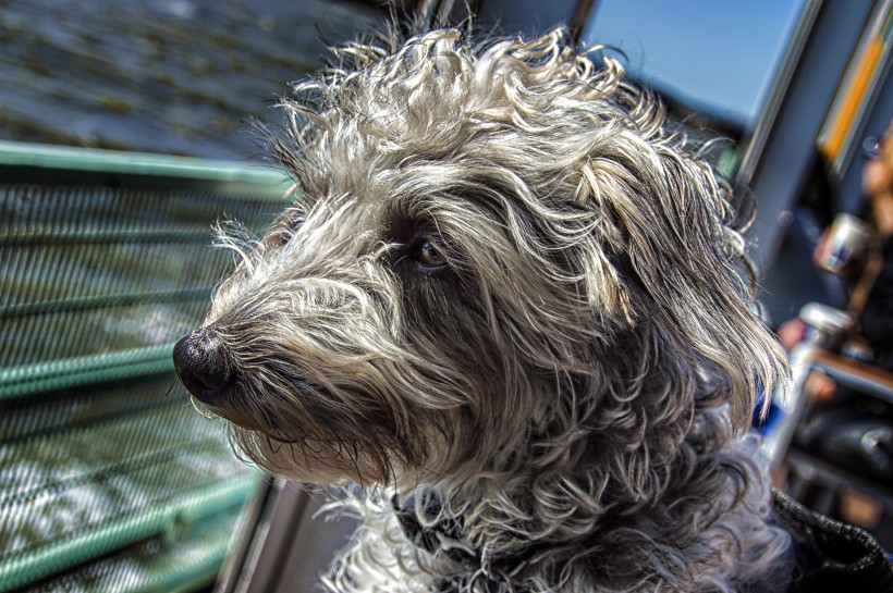 可愛的泰迪犬圖片