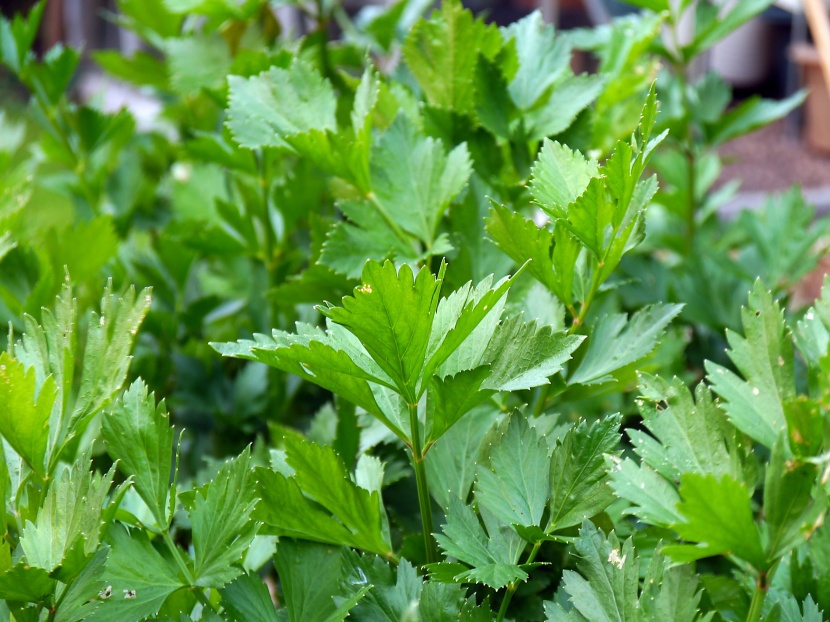 新鮮嫩綠的香芹圖片