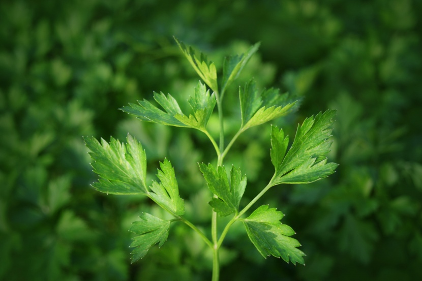 新鮮嫩綠的香芹圖片