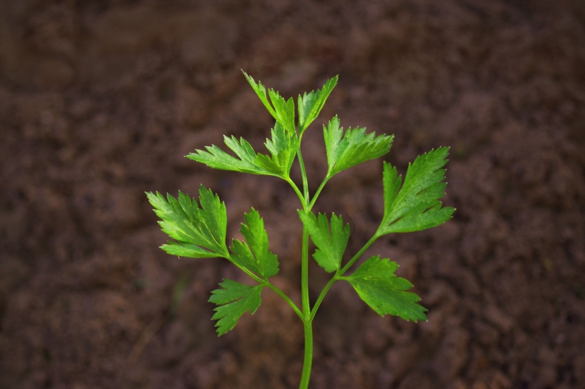 新鮮嫩綠的香芹圖片