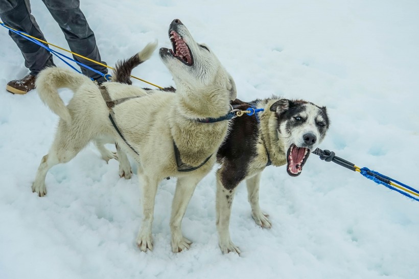 雪地上的雪橇犬圖片