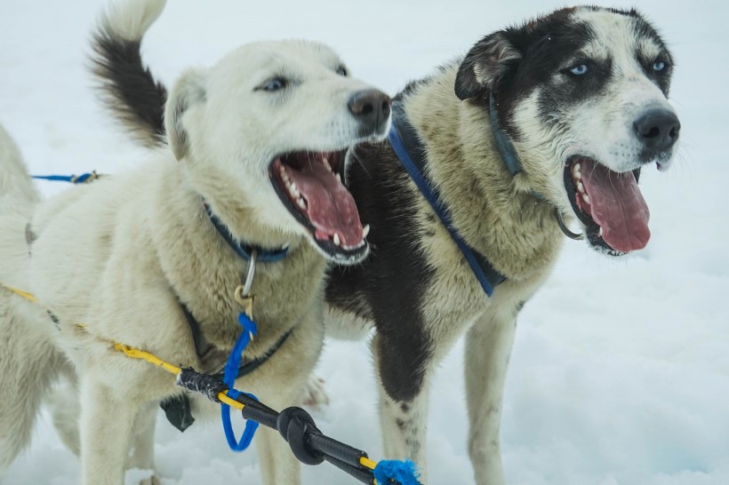 雪地上的雪橇犬圖片