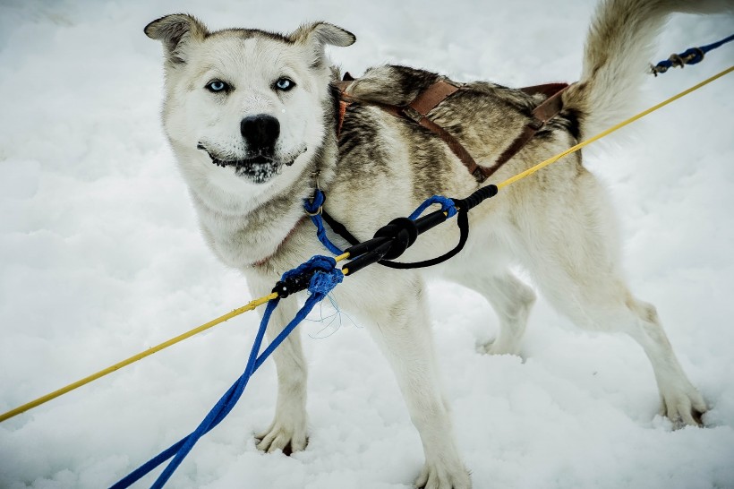 雪地上的雪橇犬圖片