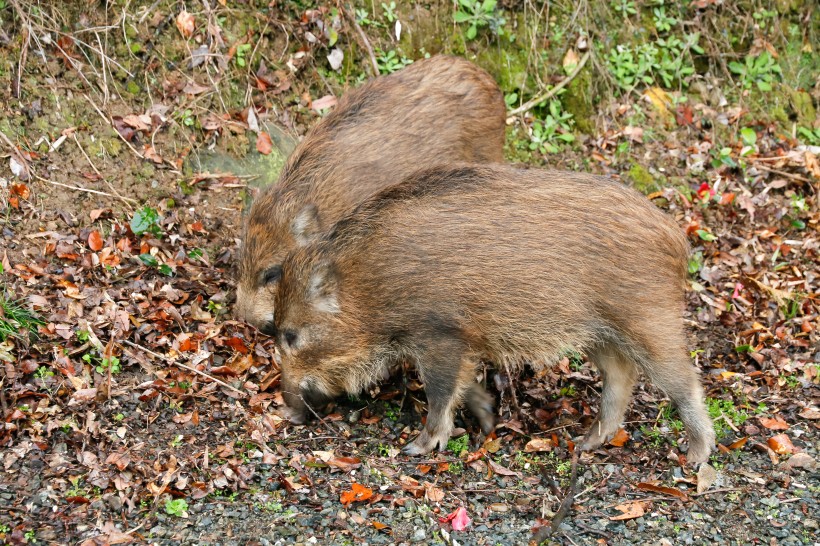 野豬高清圖片