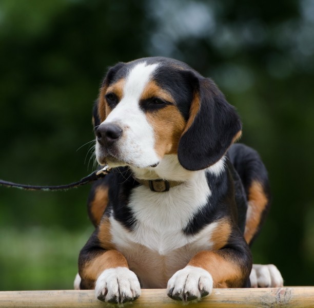 活潑可愛的比格犬圖片